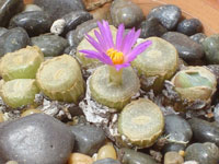 Conophytum bolusiae