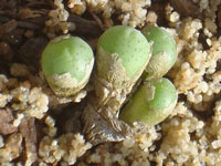 Conophytum bolusiae