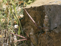 Caralluma burchardii