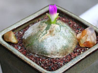 Conophytum burgeri