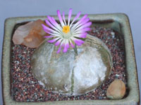 Conophytum burgeri