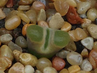 Conophytum caroli