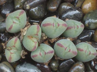 conophytum chauviniae