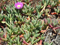 Carpobrotus chilensis