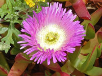 Carpobrotus chilensis