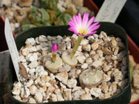 conophytum chrisocruxum