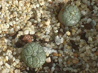 conophytum comptonii