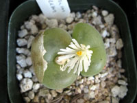 conophytum concavum