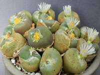 Conophytum concavum