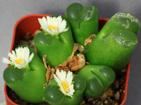 Conophytum concordans