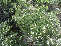 Colletia cruciata