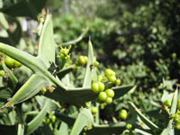 Colletia cruciata