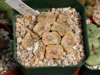 conophytum cubicum