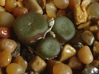 Conophytum cubicum