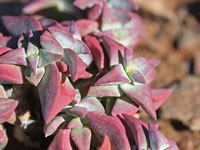 Crassula deltoidea