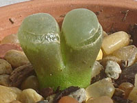 Conophytum devium