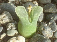 Conophytum devium