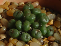 Conophytum ectypum