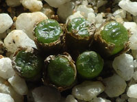 Conophytum ectypum