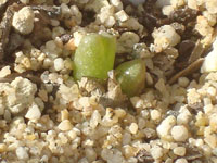 Conophytum ectypum