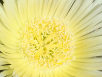 Carpobrotus edulis