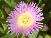 Carpobrotus edulis