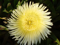 Carpobrotus edulis