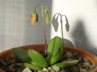 Cotyledon eliseae