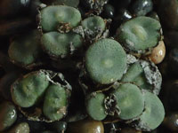 Conophytum ernestii