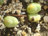 Conophytum ernestii