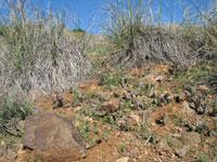 Caralluma europaea