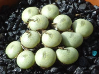 Conophytum flavum