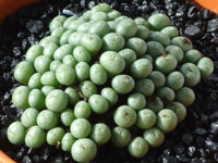 Conophytum flavum