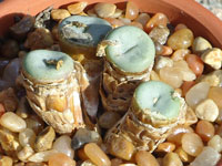 Conophytum francoisae