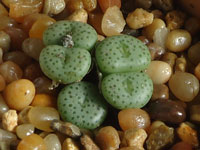 Conophytum fraternum