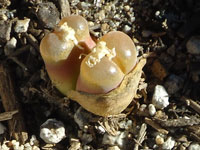 Conophytum friedrichiae