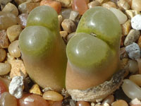Conophytum friedrichiae