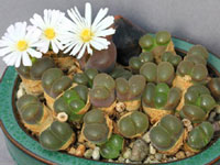 Conophytum friedrichiae