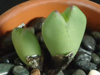 Conophytum frutescens