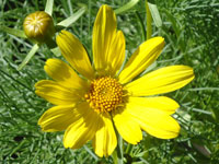 Coreopsis gigantea