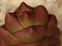 Crassula grisea