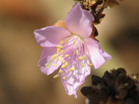 Cistanthe guadalupensis