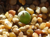 Conophytum hammeri