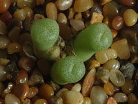 Conophytum hermarium