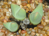 Conophytum herreanthus