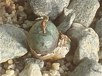 Conophytum hyracis