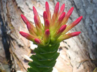 Crassula coccinea