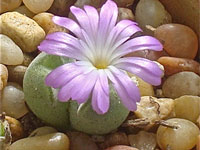 Conophytum jarmilae