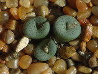 Conophytum jucundum