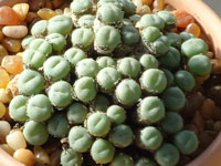 Conophytum jucundum